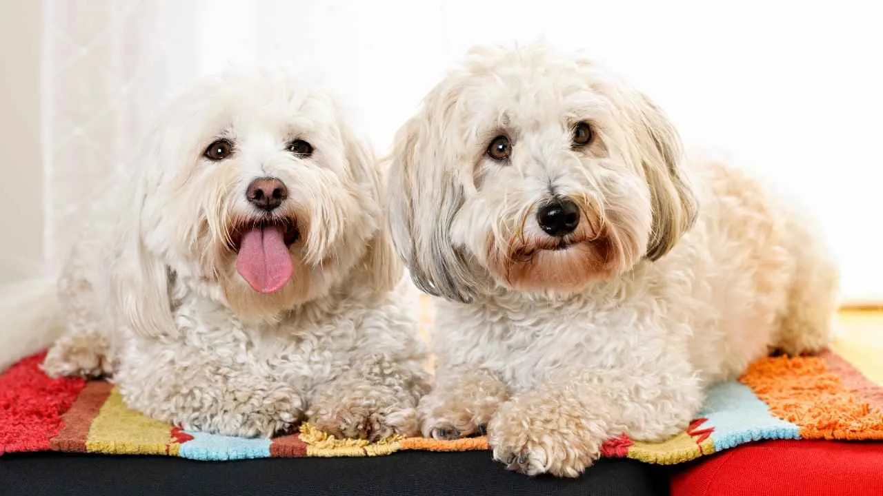Coton de Tulear