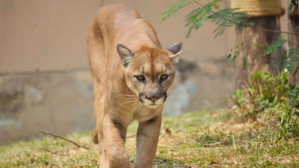 Cougar