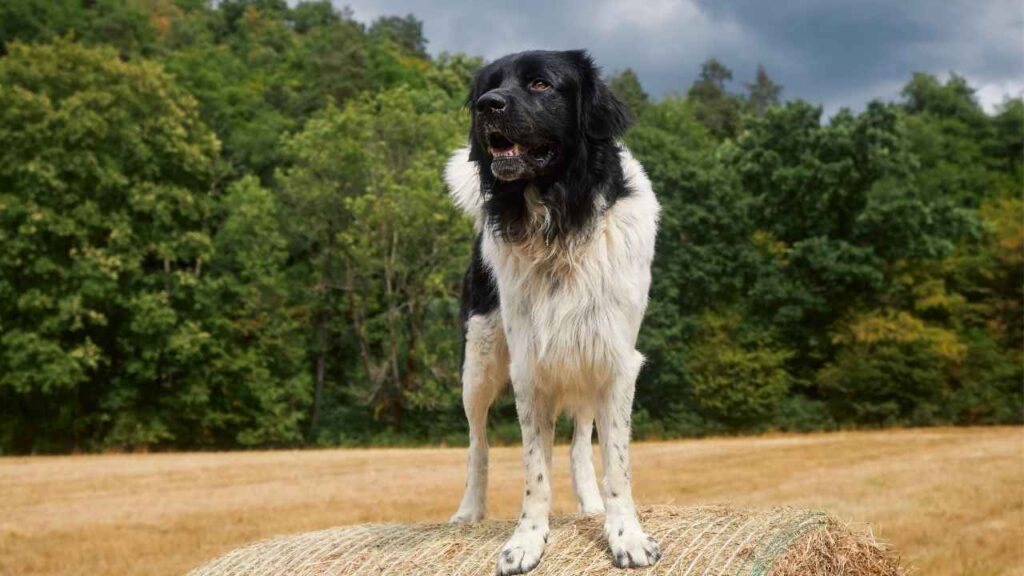Cumberland Sheepdog