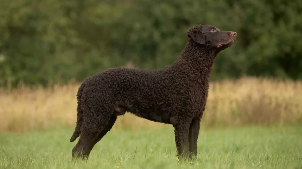 Curly-Coated-Retriever