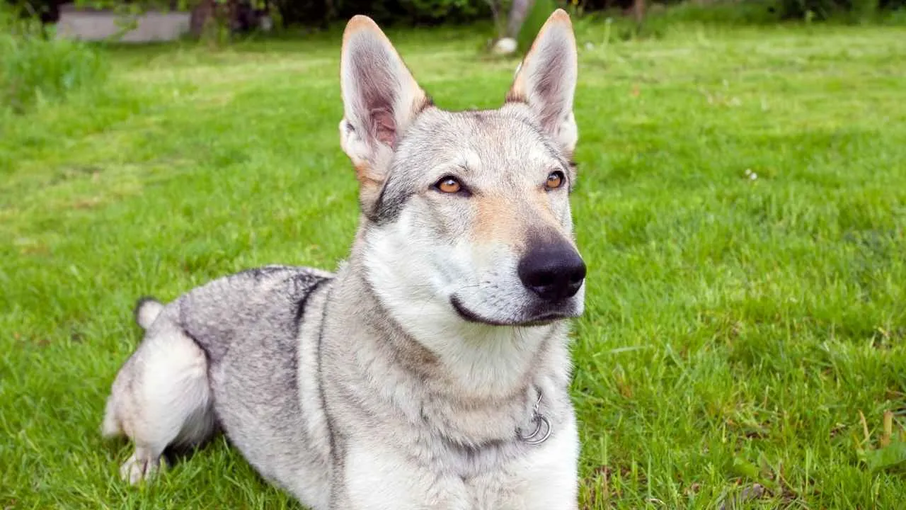 Czechoslovakian Wolfdog