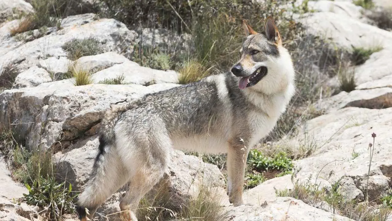 Czechoslovakian Wolfdog