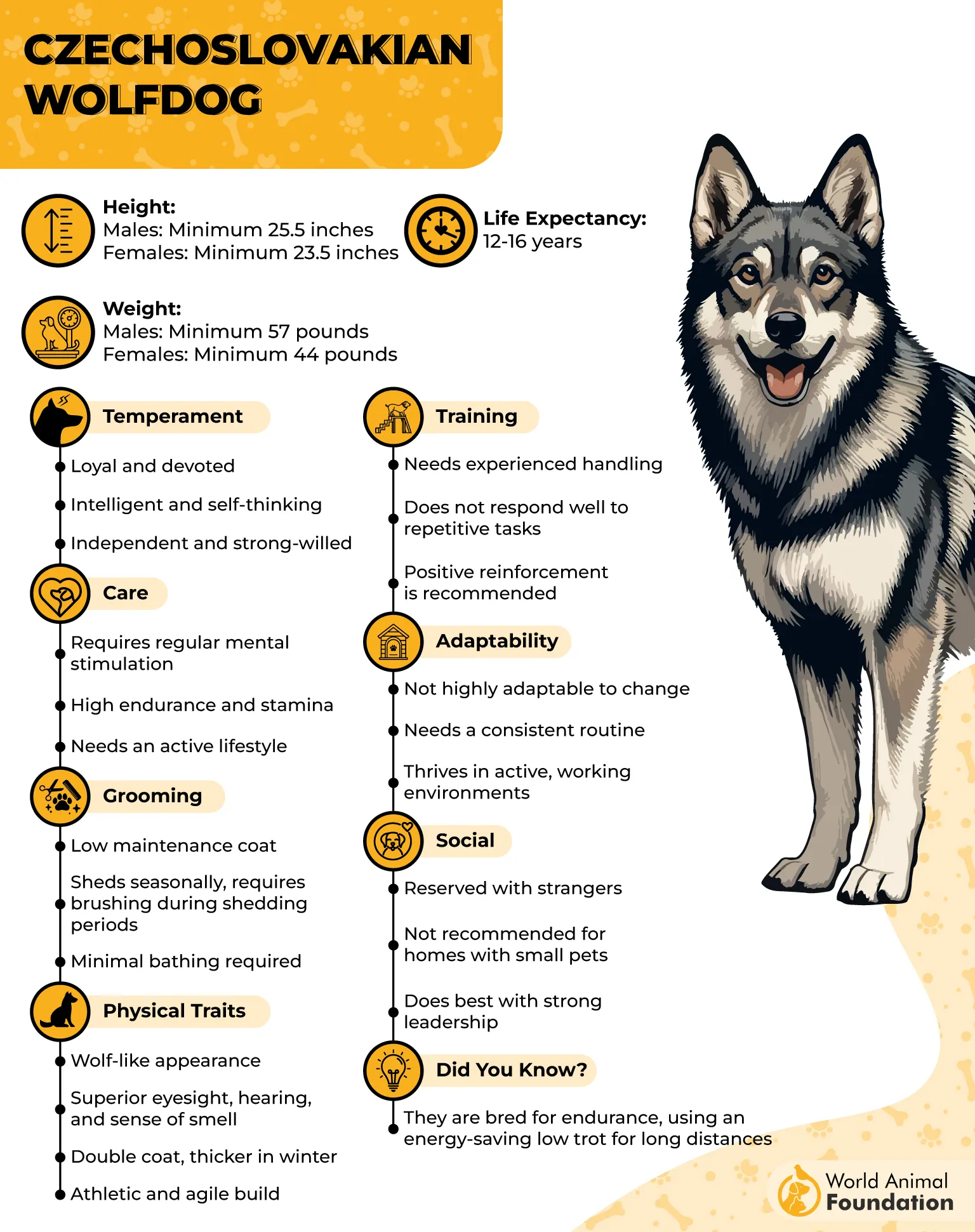Czechoslovakian Wolfdog Profile