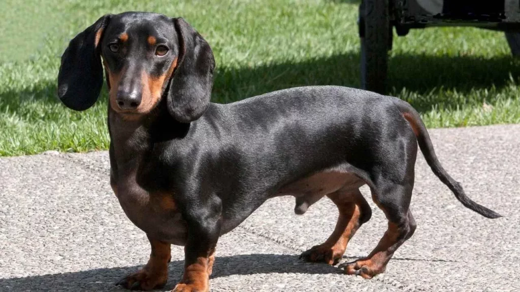 dachshund