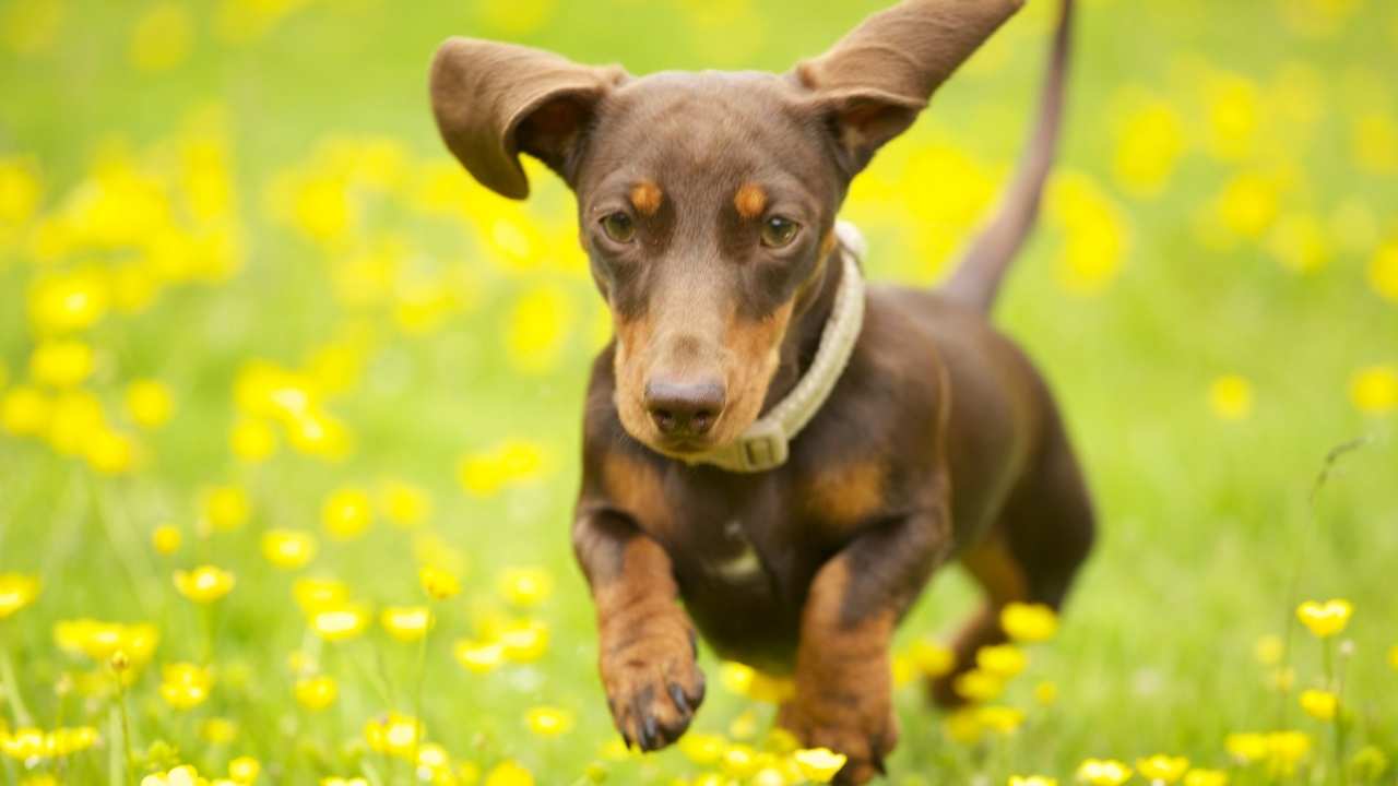 Dachshund