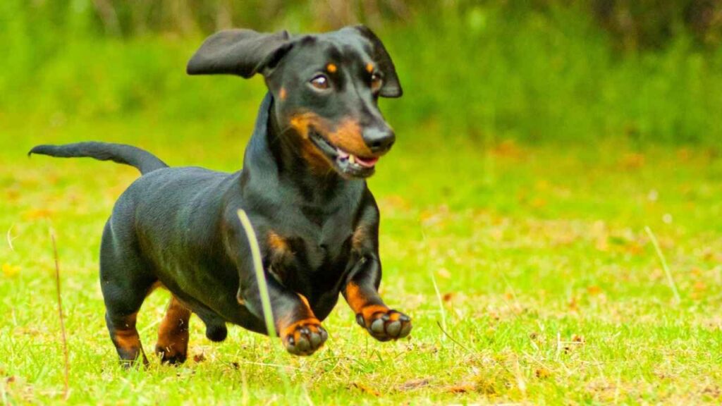 dachshund
