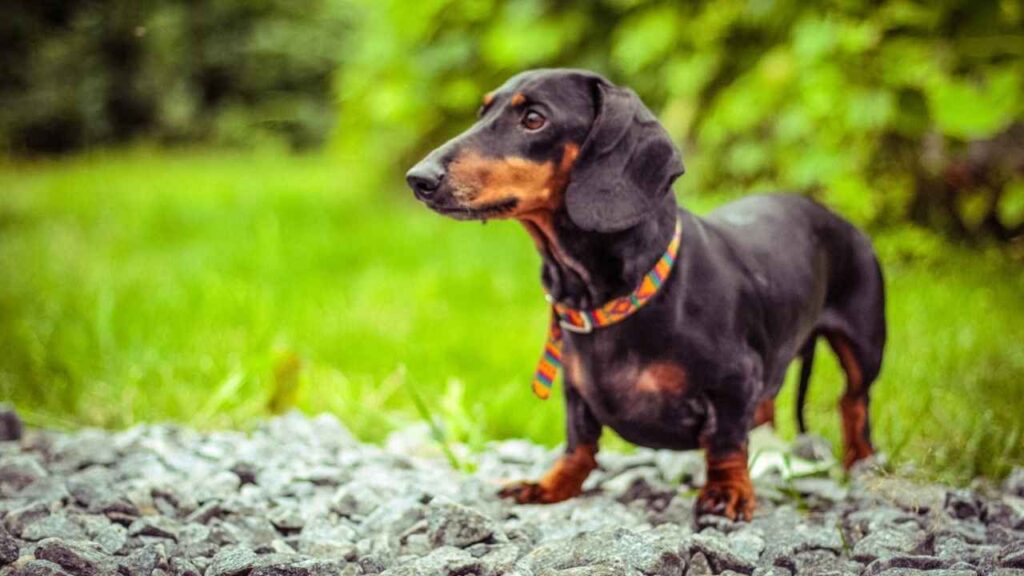 dachshund