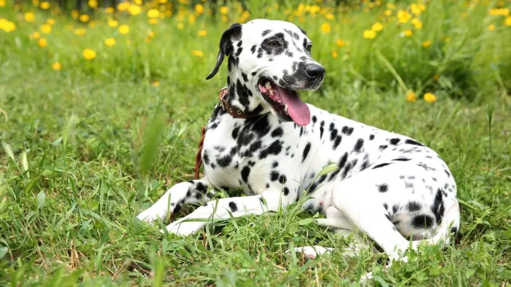 Dalmatian-11