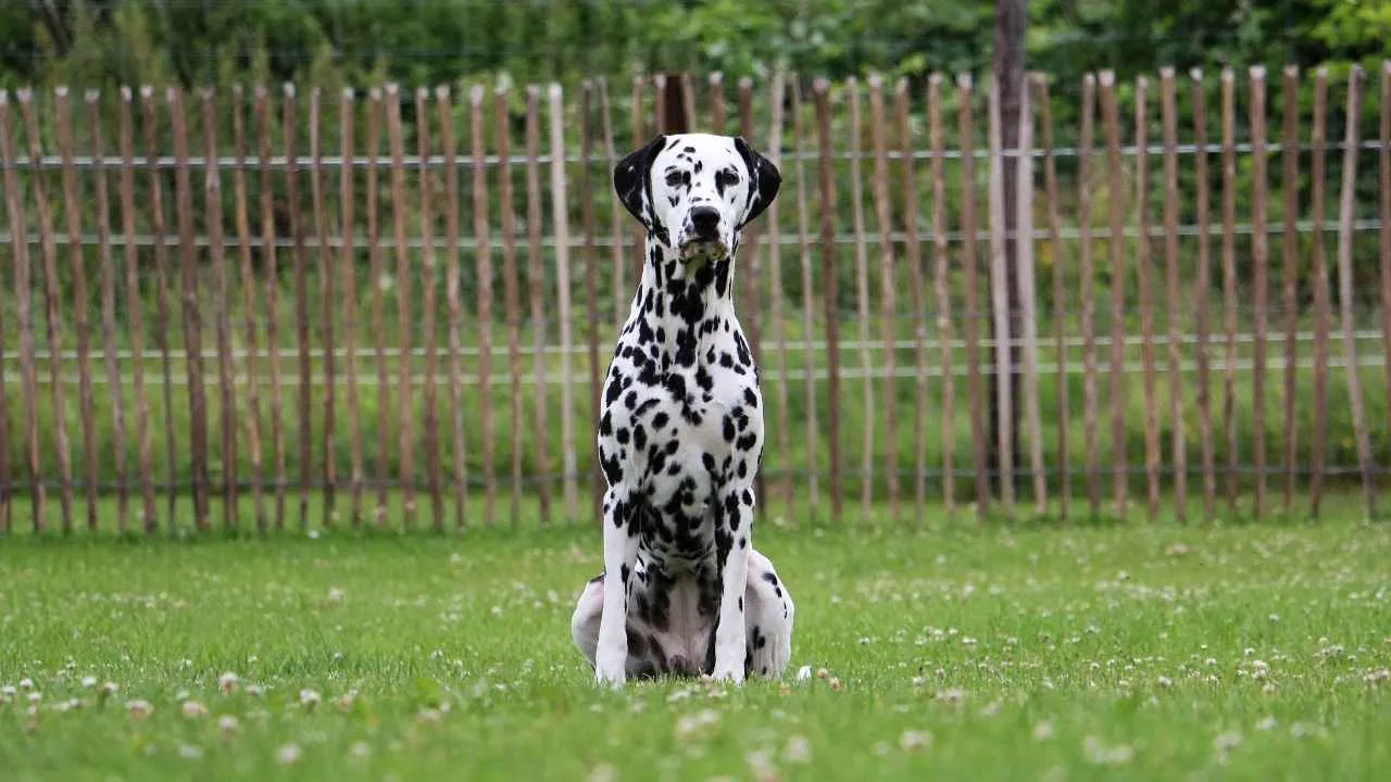 Dalmatian