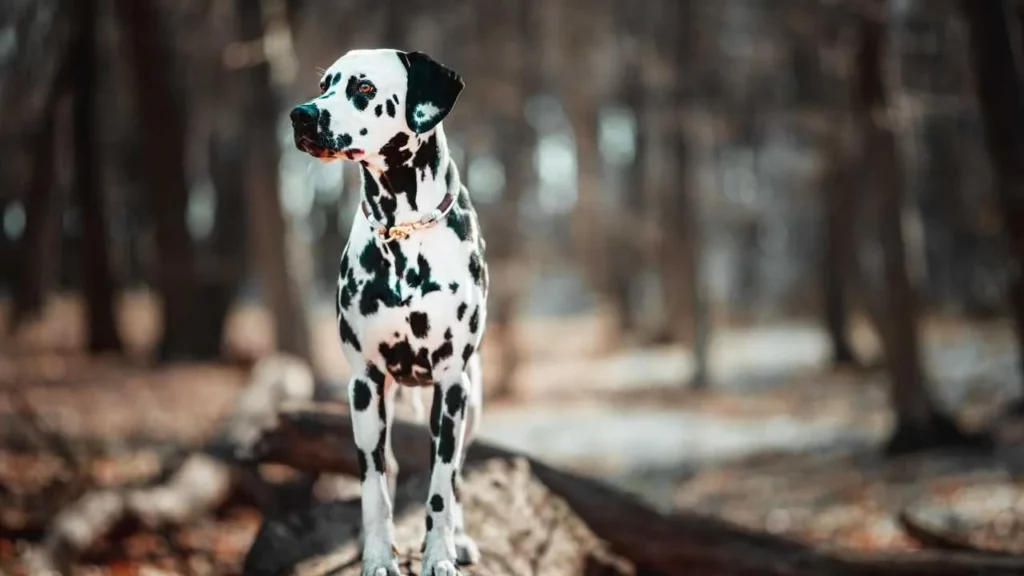 Dalmatian-13