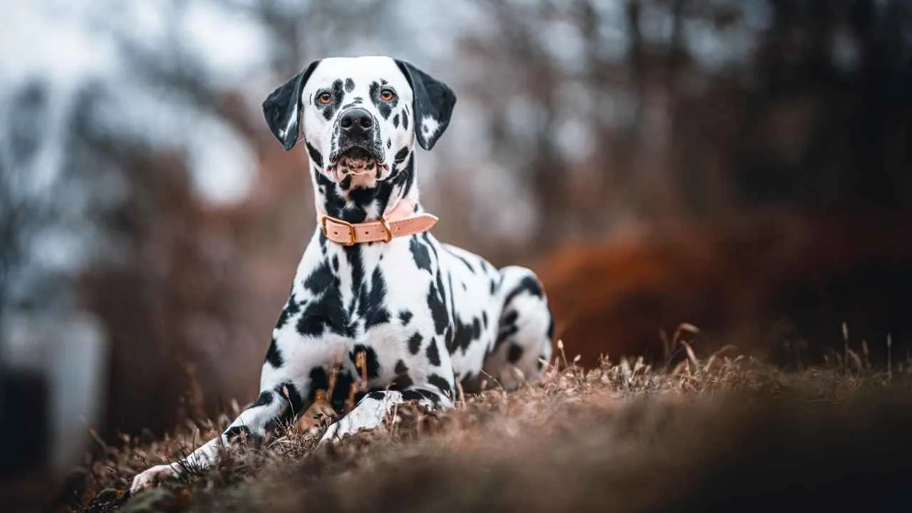Dalmatian