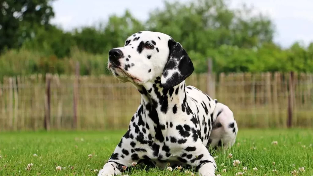 Dalmatian-20