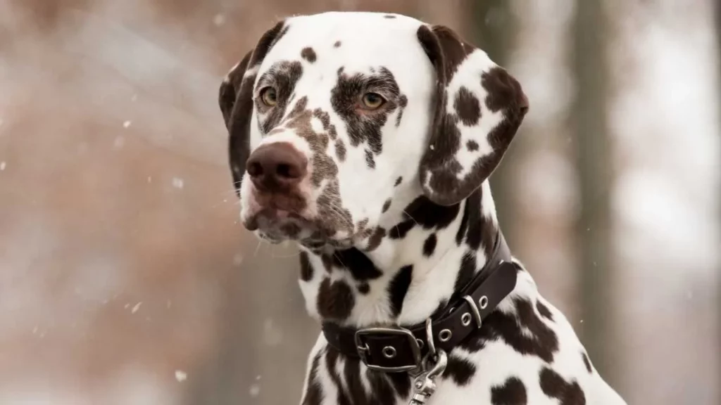 DALMATIAN