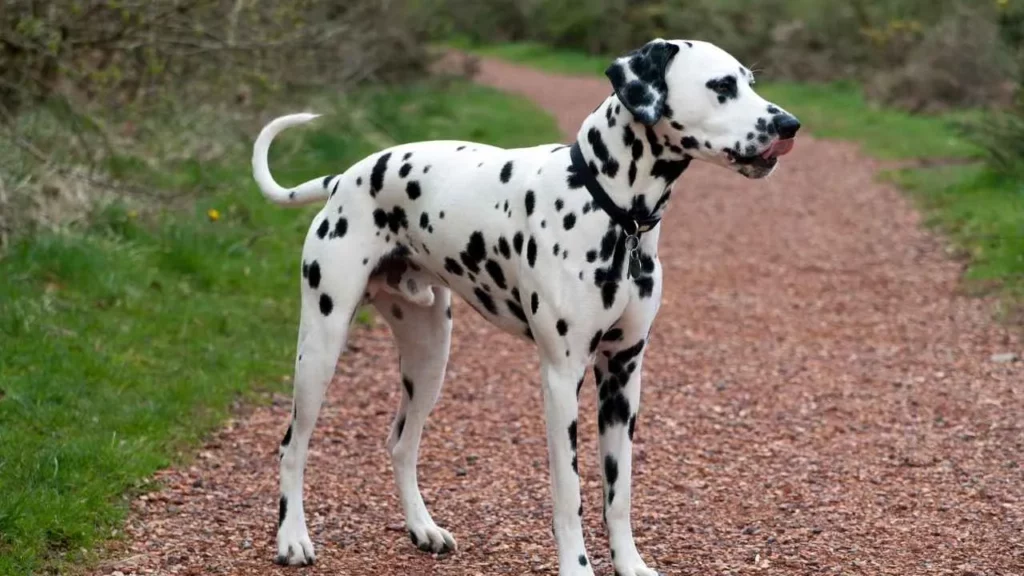 Dalmatian