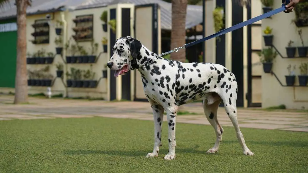 Dalmatian