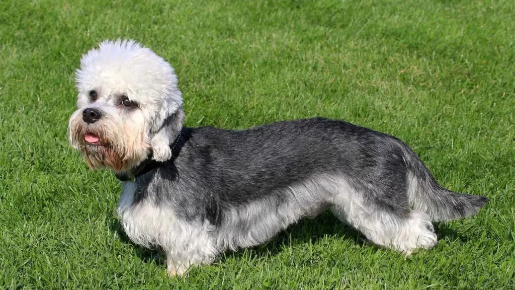 Dandie Dinmont Terrie
