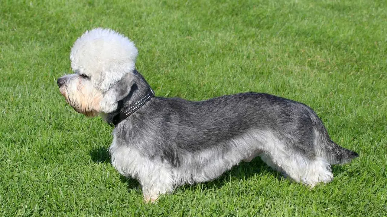 Dandie Dinmont Terrier
