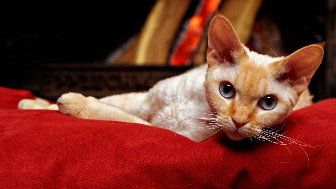 Devon Rex