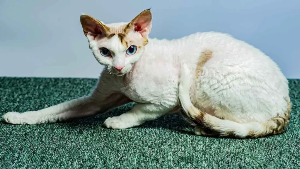 Devon Rex
