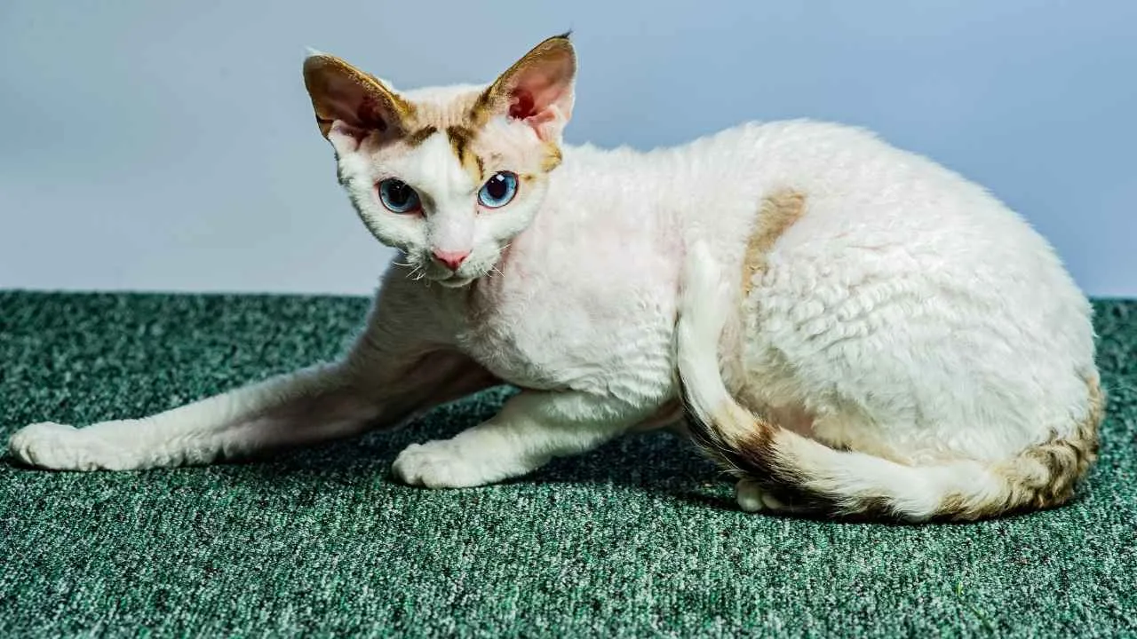 Devon Rex