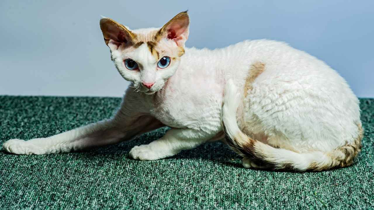 Devon Rex