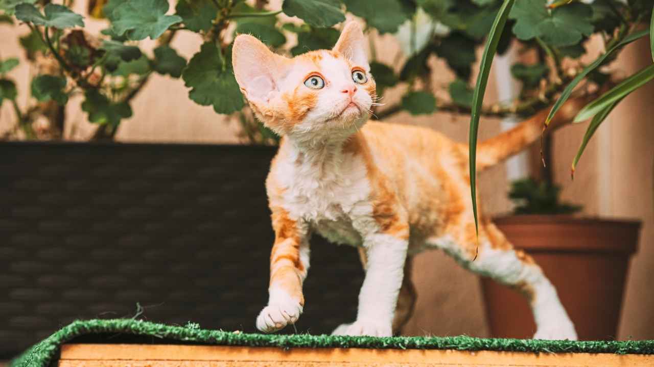 Devon Rex