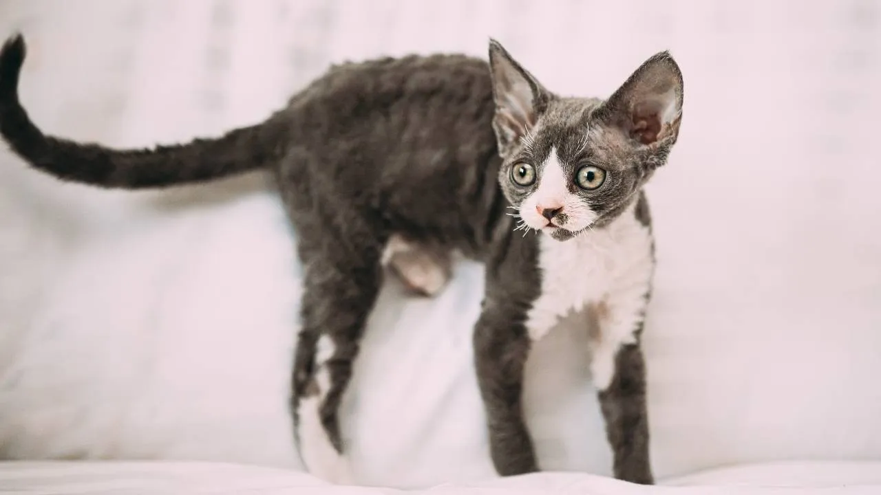 Devon Rex