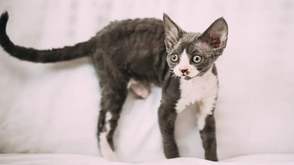 Devon Rex