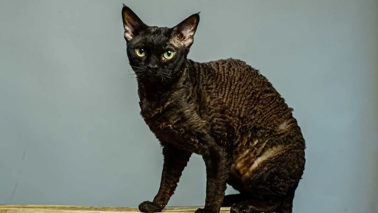 Devon Rex
