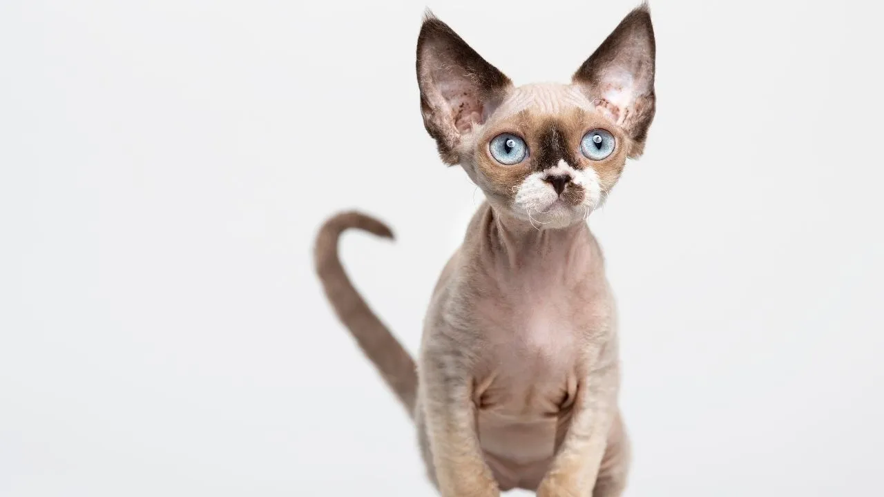 Devon Rex