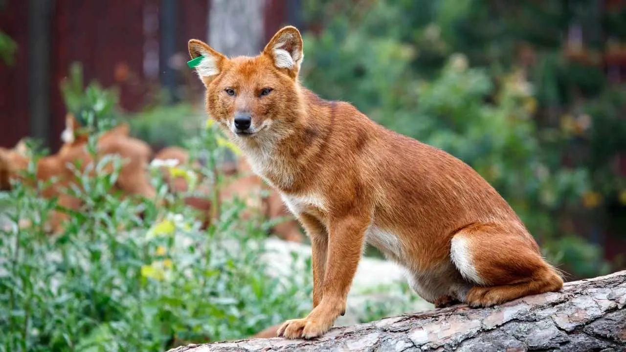 Dhole