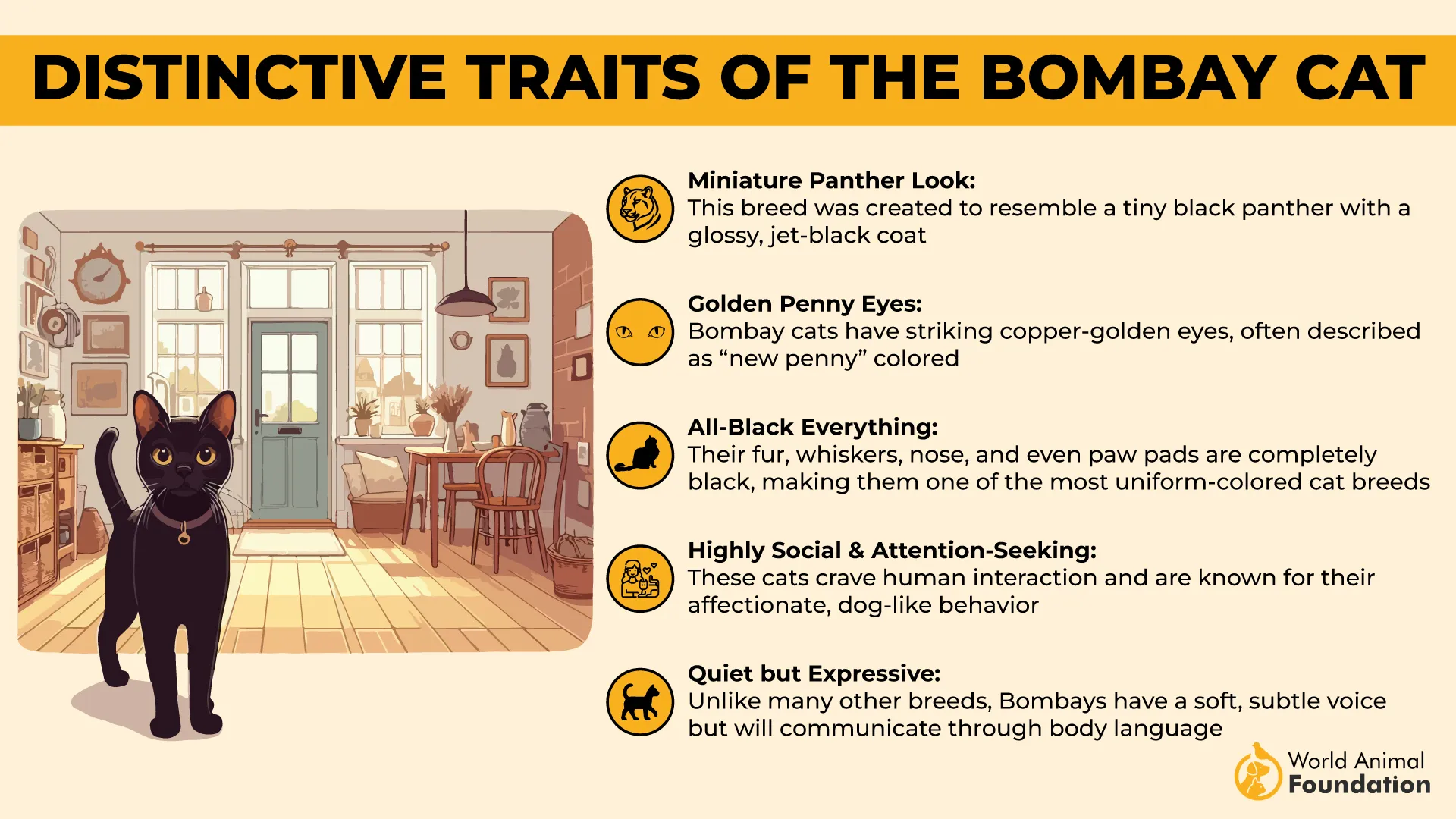 Distinctive Traits of the Bombay Cat-01