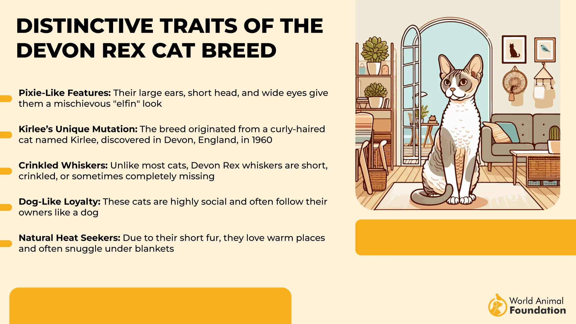 Distinctive Traits of the Devon Rex Cat Breed-01