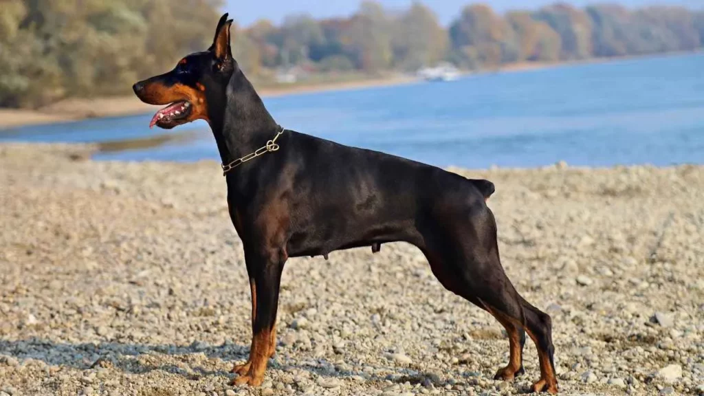 Doberman-Pinscher-12-2