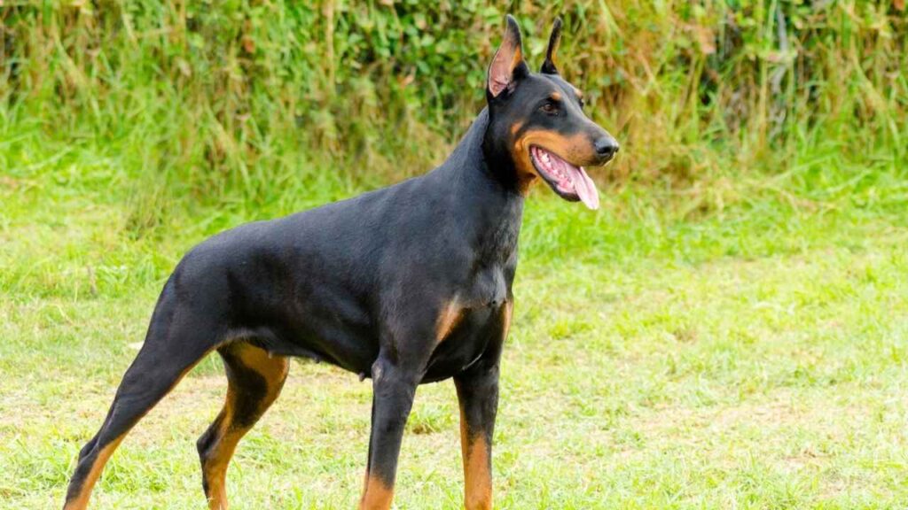 Doberman