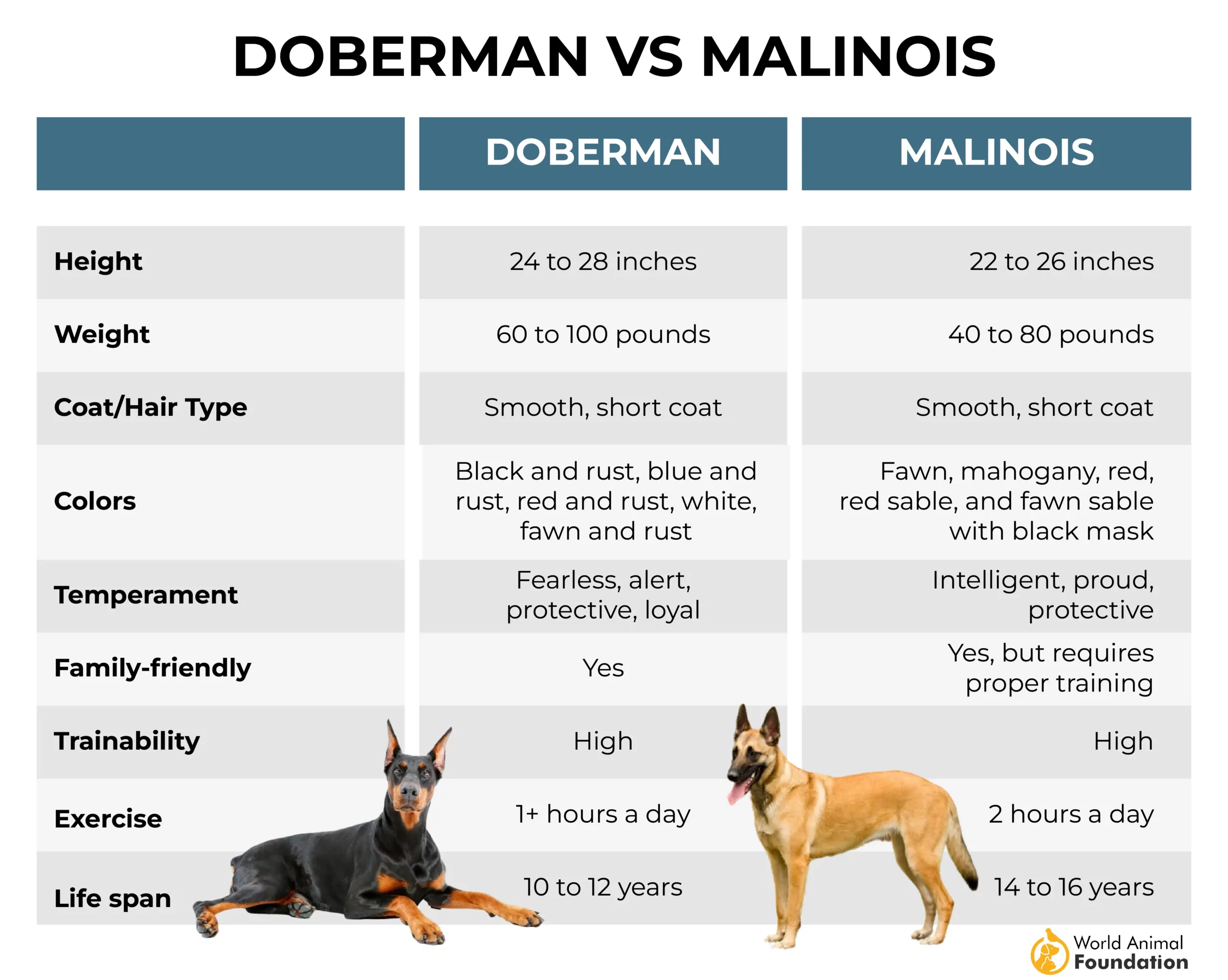 Doberman vs Malinois-01