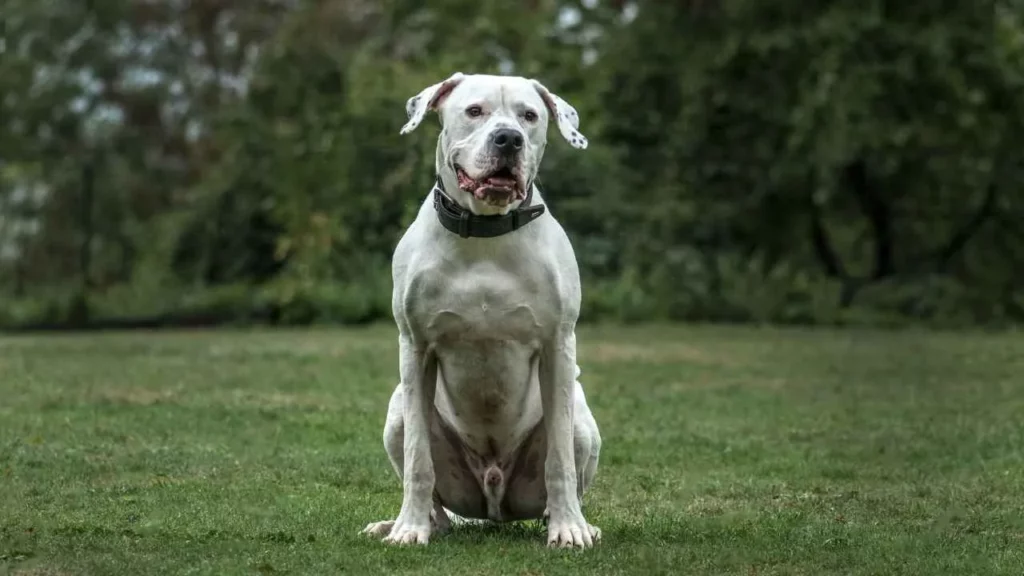 dogo argentino