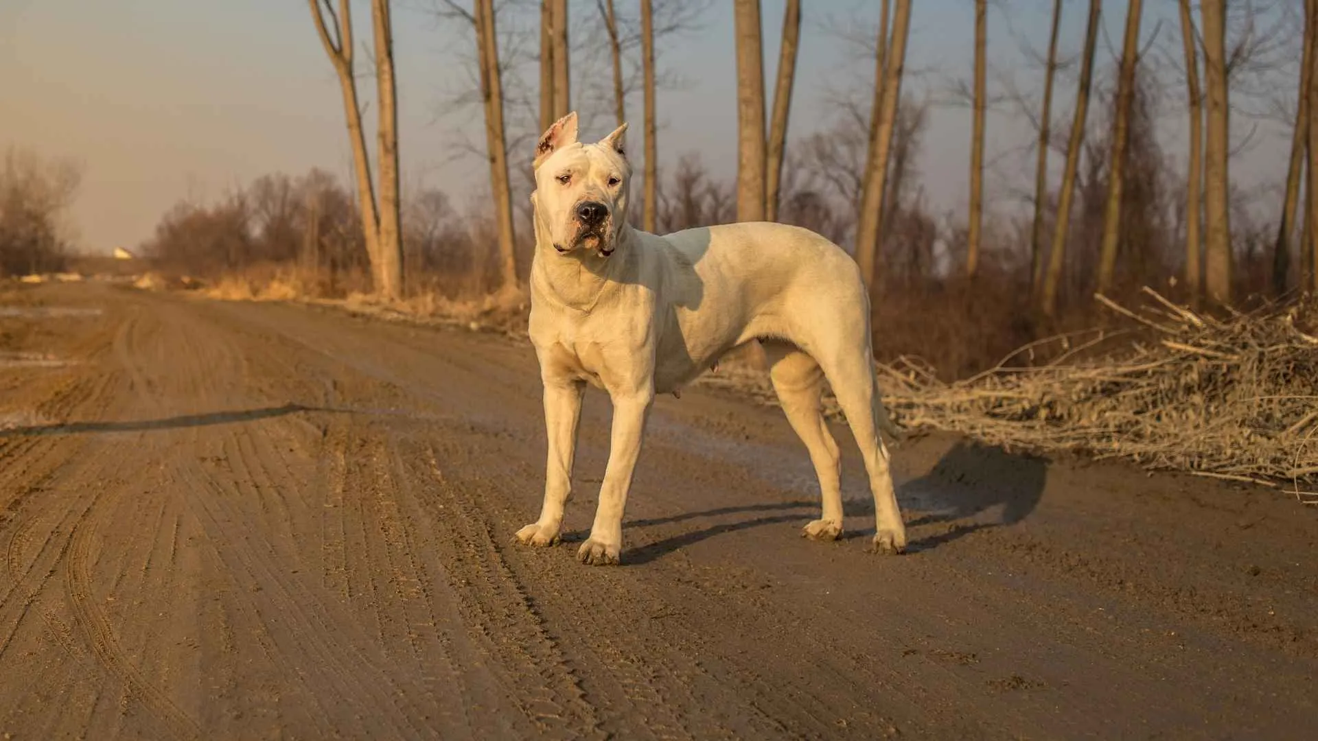 Dogo Argentino