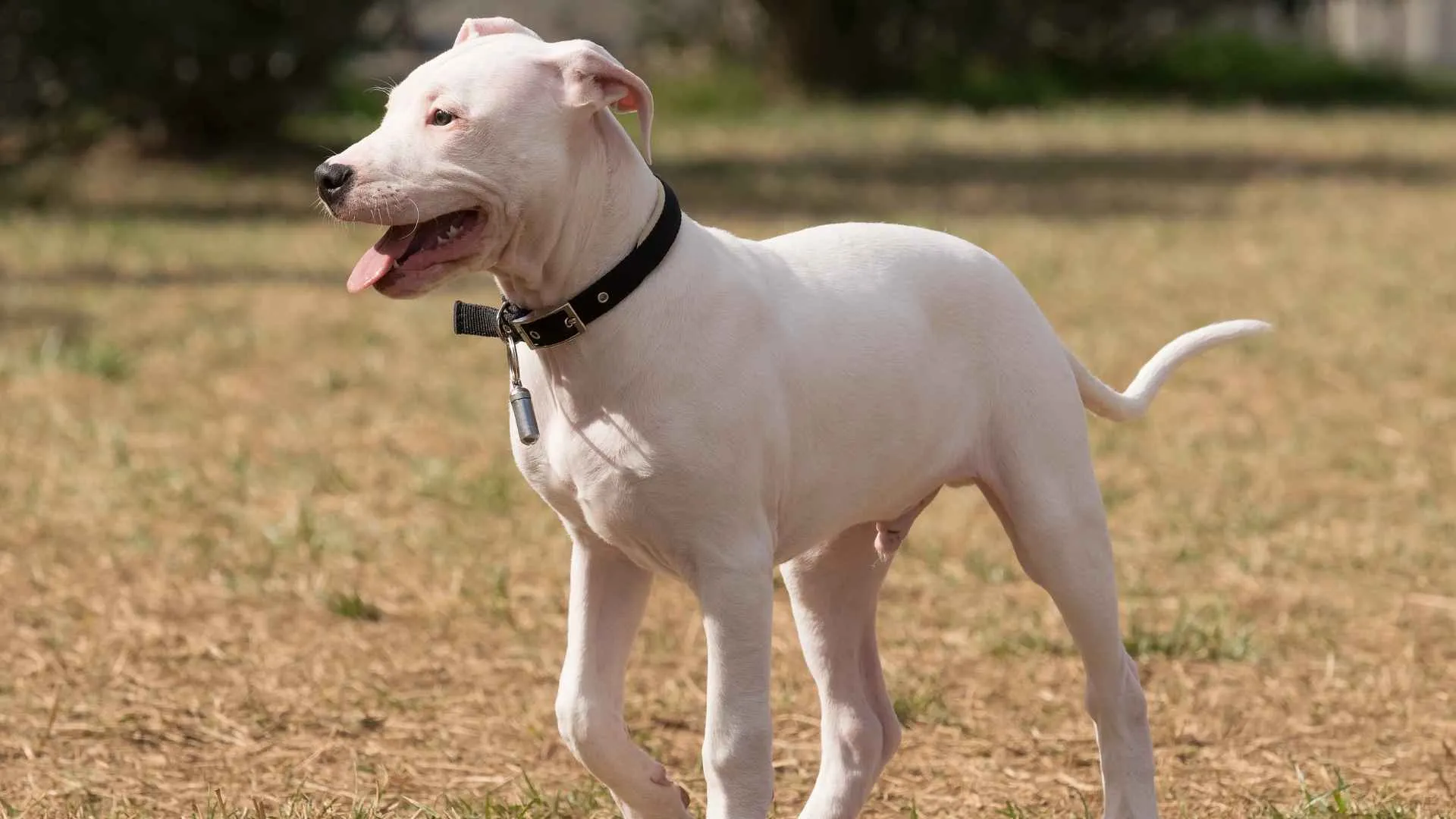 Dogo Argentino