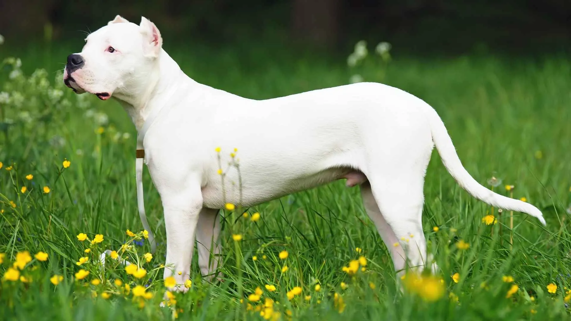 Dogo Argentino