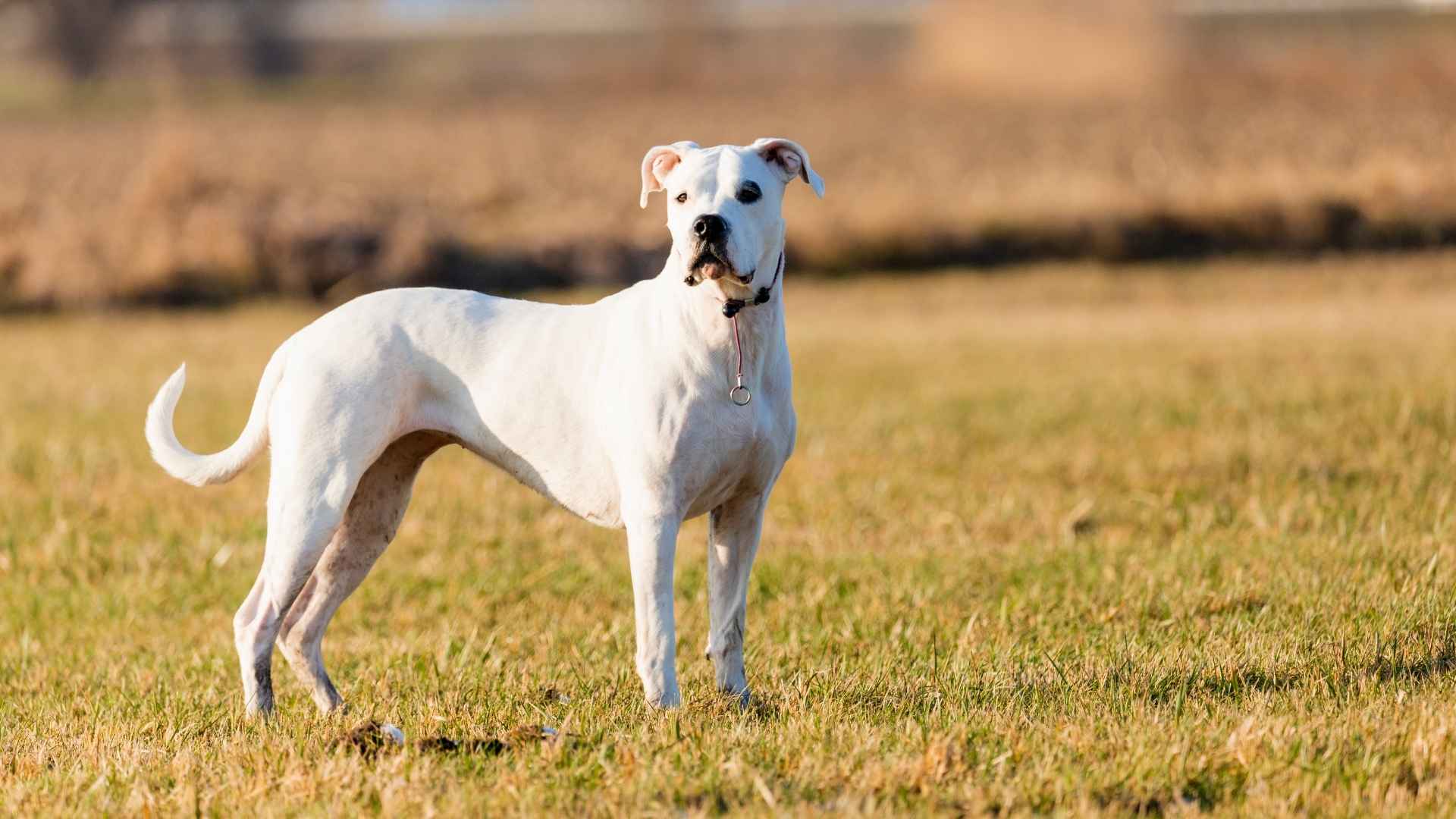 Dogo Argentino