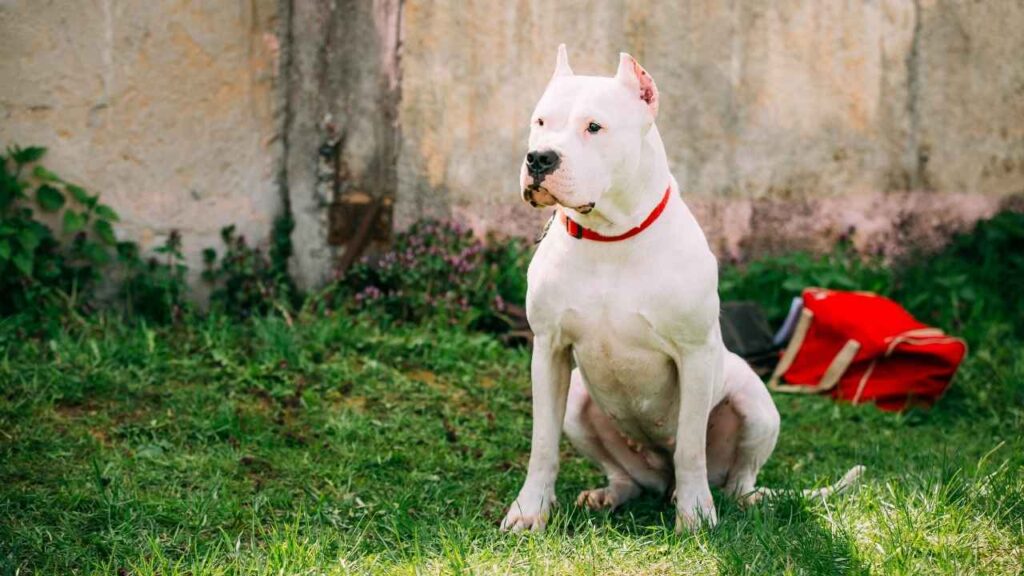 dogo argentino