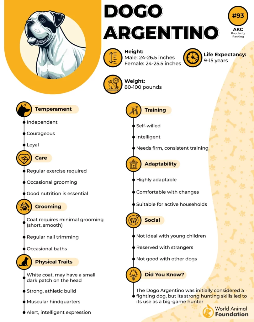dogo argentino