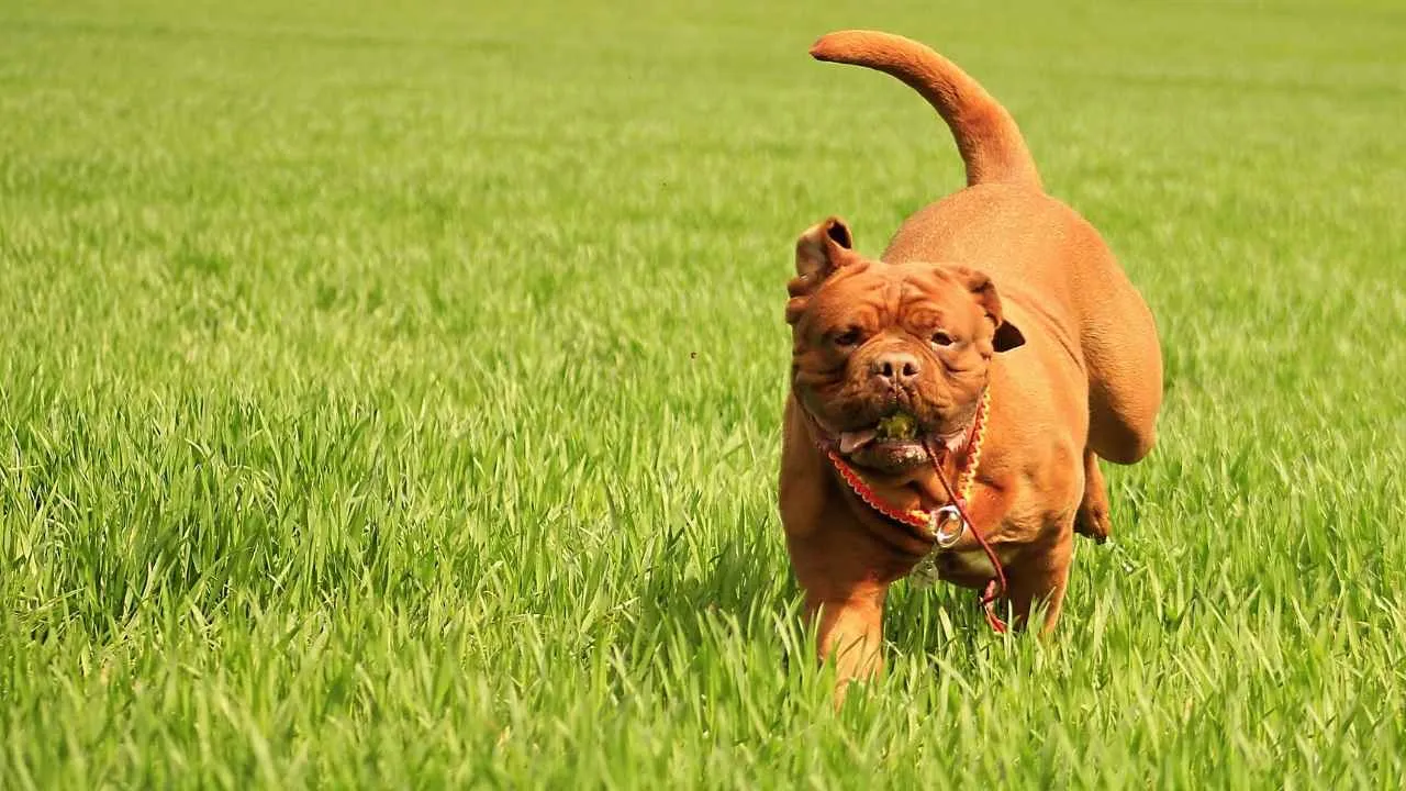 Dogue de Bordeaux
