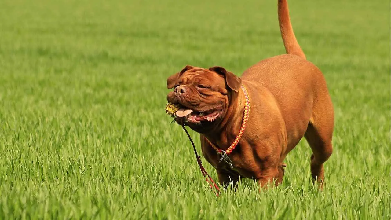 Dogue De Bordeaux
