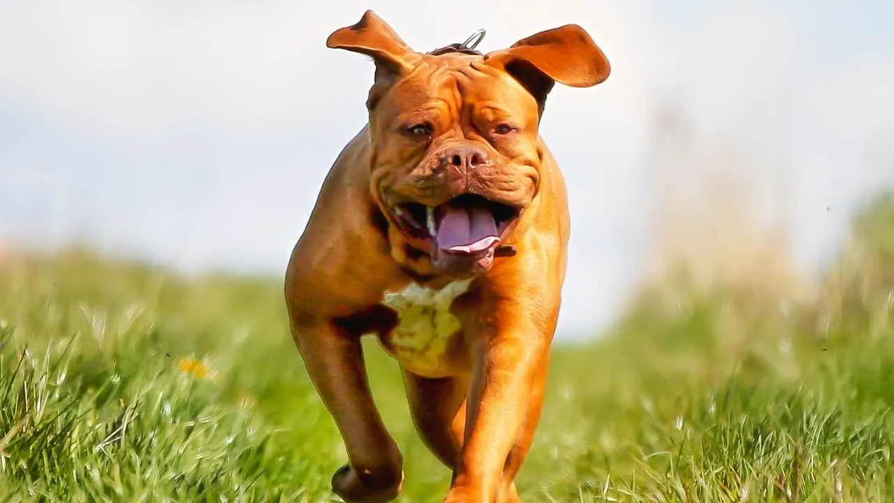 Dogue de Bordeaux