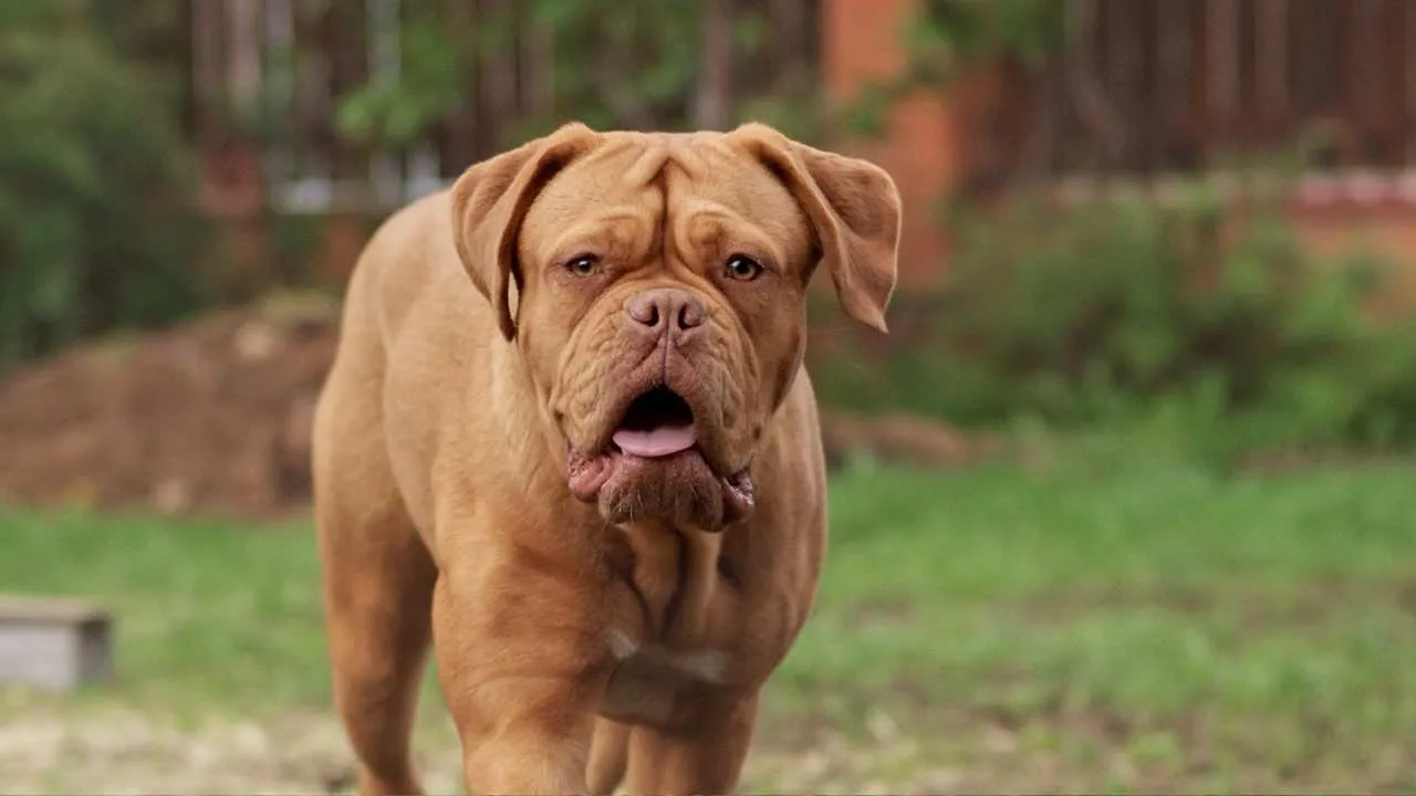 Dogue de Bordeaux