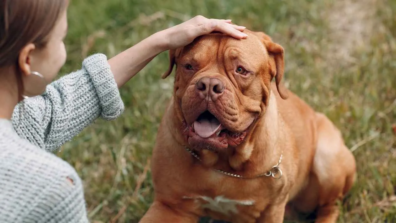 Dogue de Bordeaux