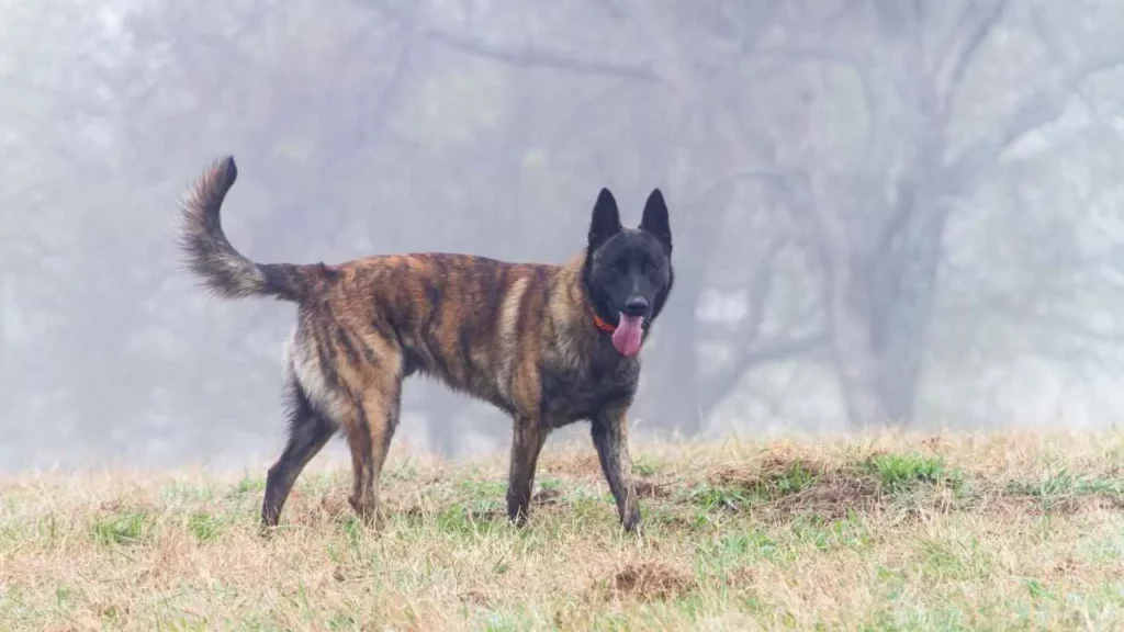 Dutch-Shepherd-1
