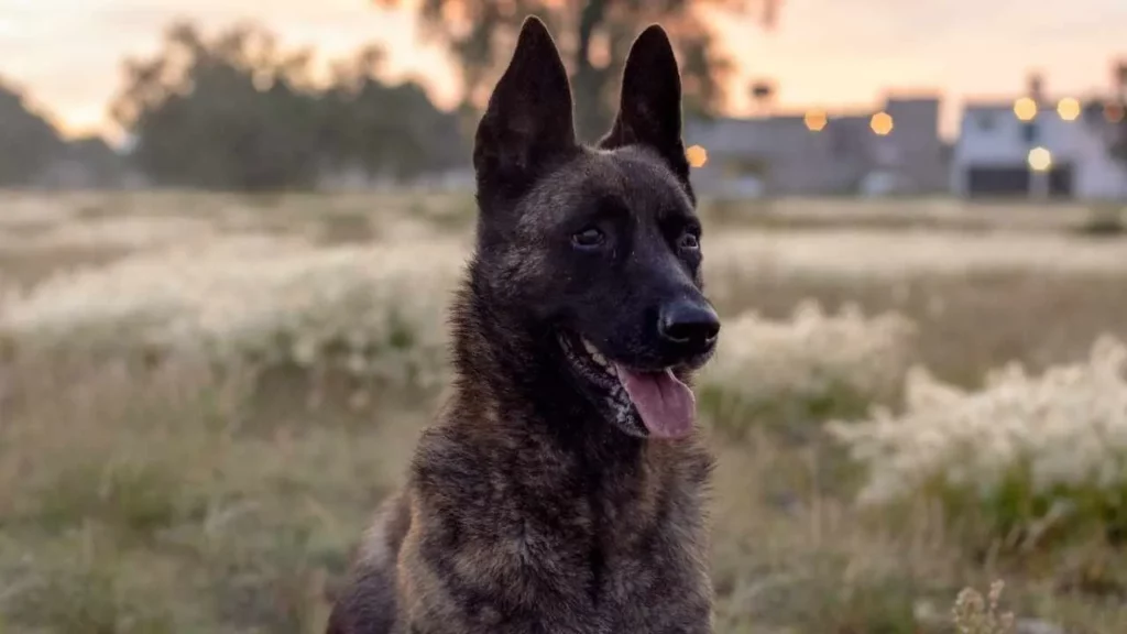 Dutch-Shepherd-2